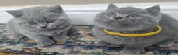 British Shorthair cats for sale: Chunky British shorthair  - Advert 3