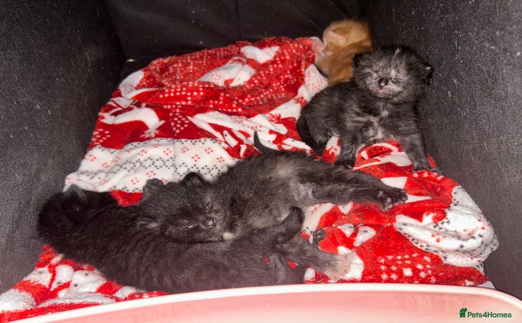 Domestic Shorthair cats - Advert 7