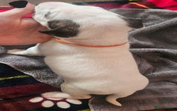 English Bull Terrier dogs for sale: Top Quality English bull terriers! - Advert 18