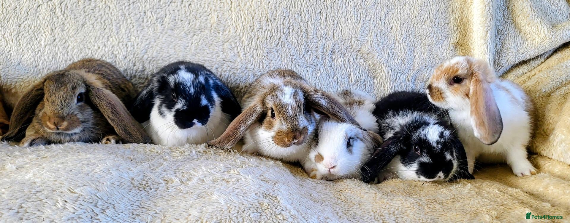 Mixed Breed rabbits French lop x mini lop - Advert 3