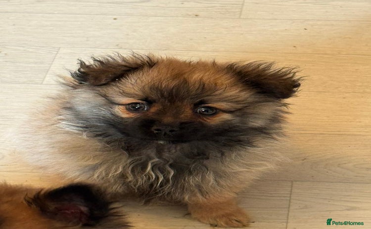 Pomeranian dogs - Advert 13
