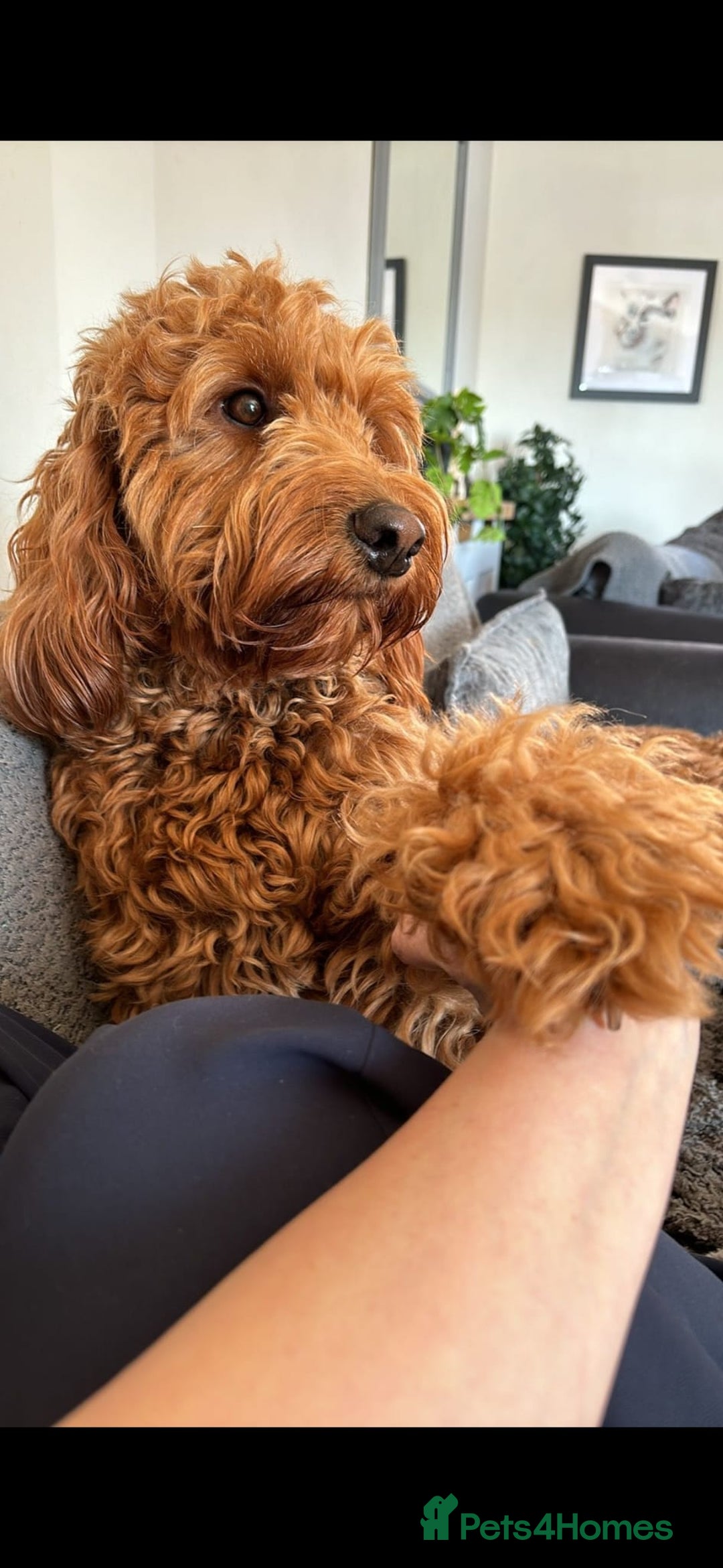 Mixed Breed dogs for sale: Stunning Irish Cockapoodledo's........ - Advert 12