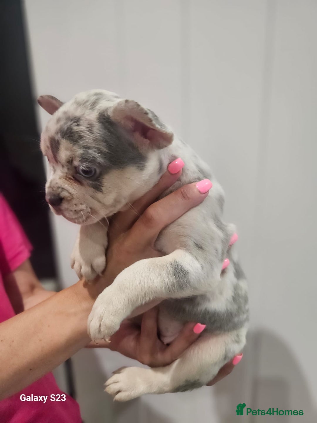 French Bulldog dogs for sale: ⭐️⭐️⭐️⭐️litter of 6 Beautiful french bulldogs 😍🏠 in Southampton - Image 9