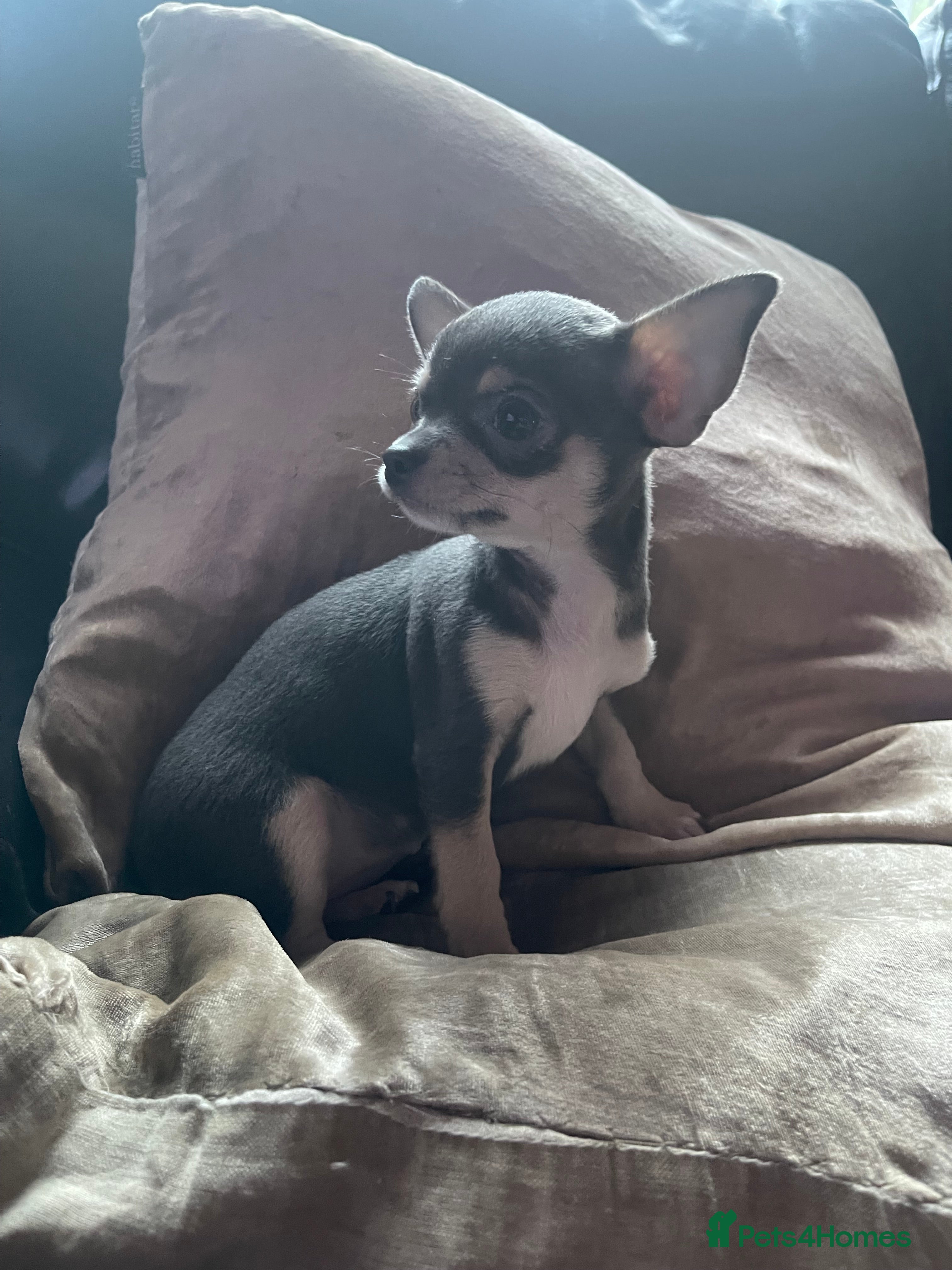 Chihuahua dogs Kc registered pedigree blue+white chihuahua pups - Advert 1