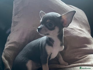 Chihuahua dogs Kc registered pedigree blue+white chihuahua pups - Advert 1
