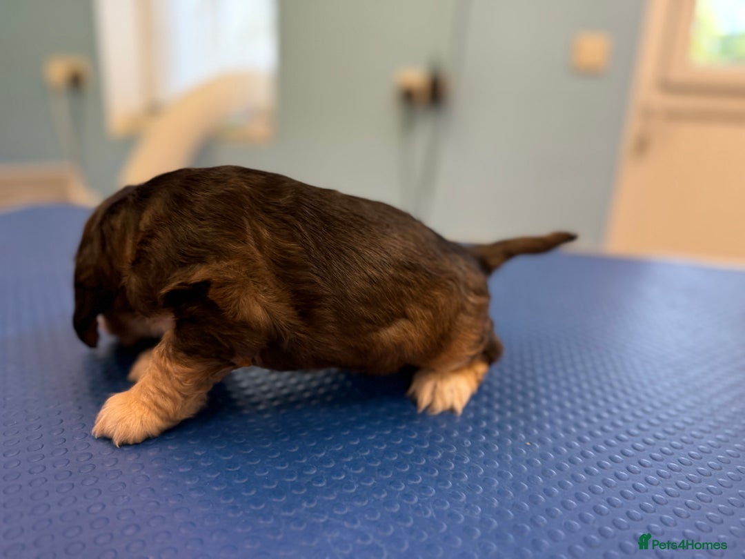Cocker Spaniel dogs for sale: Beautiful kc registered show cocker spaniels - Image 8