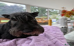 Scottish Terrier dogs for adoption: Nadine – A Little Dog with a Big Heart - Image 4