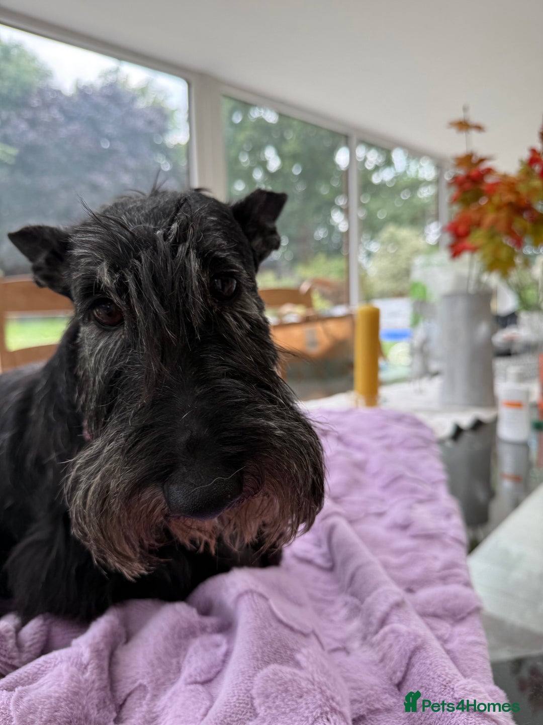 Scottish Terrier dogs for adoption: Nadine – A Little Dog with a Big Heart - Image 4