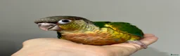 Mixed Breed birds for sale: Hand-Reared & Hand-Tamed Baby Quaker and Conures in Chichester - Advert 6