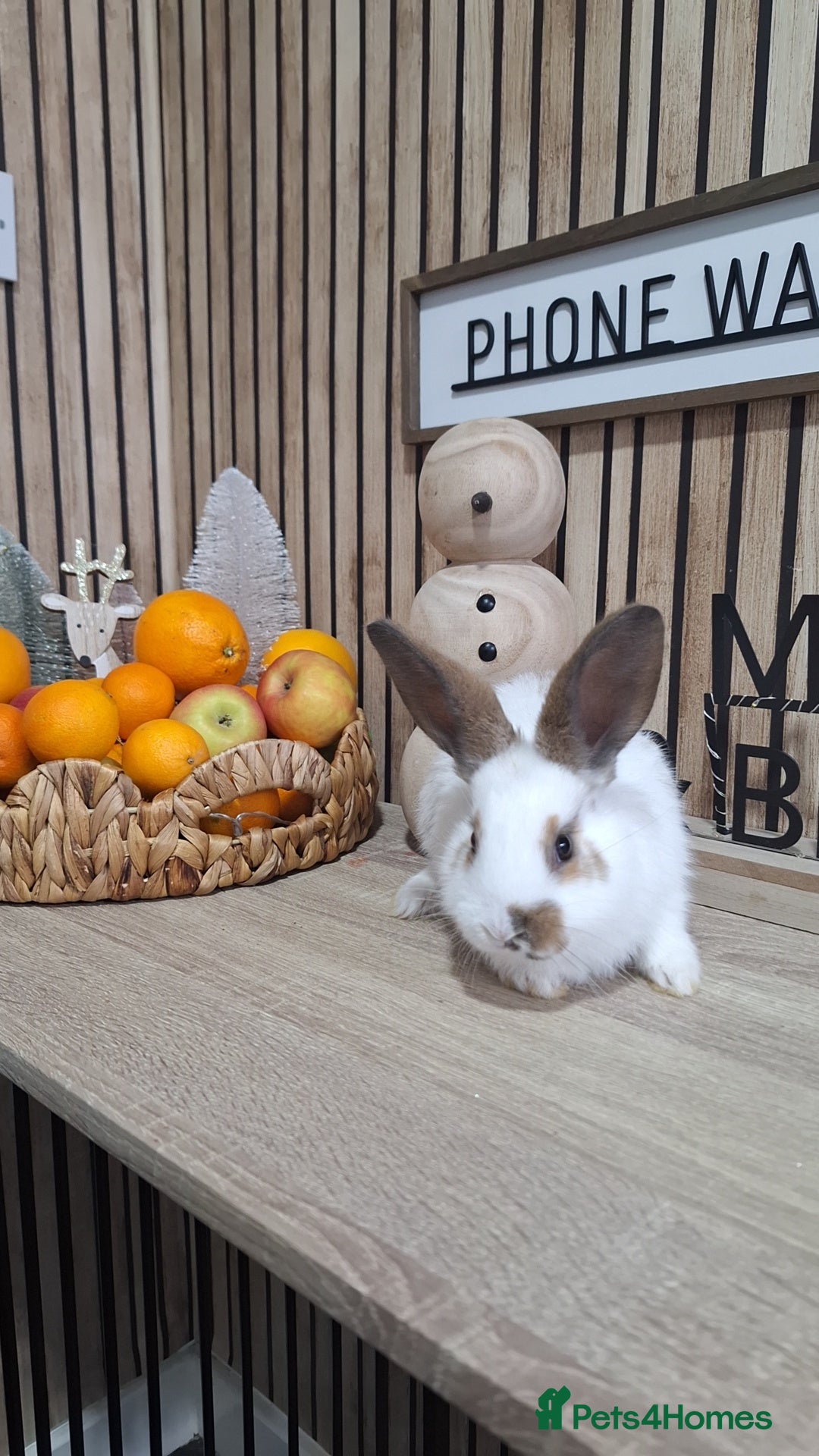 Continental Giant rabbits for sale: Giant baby rabbits  - Advert 3