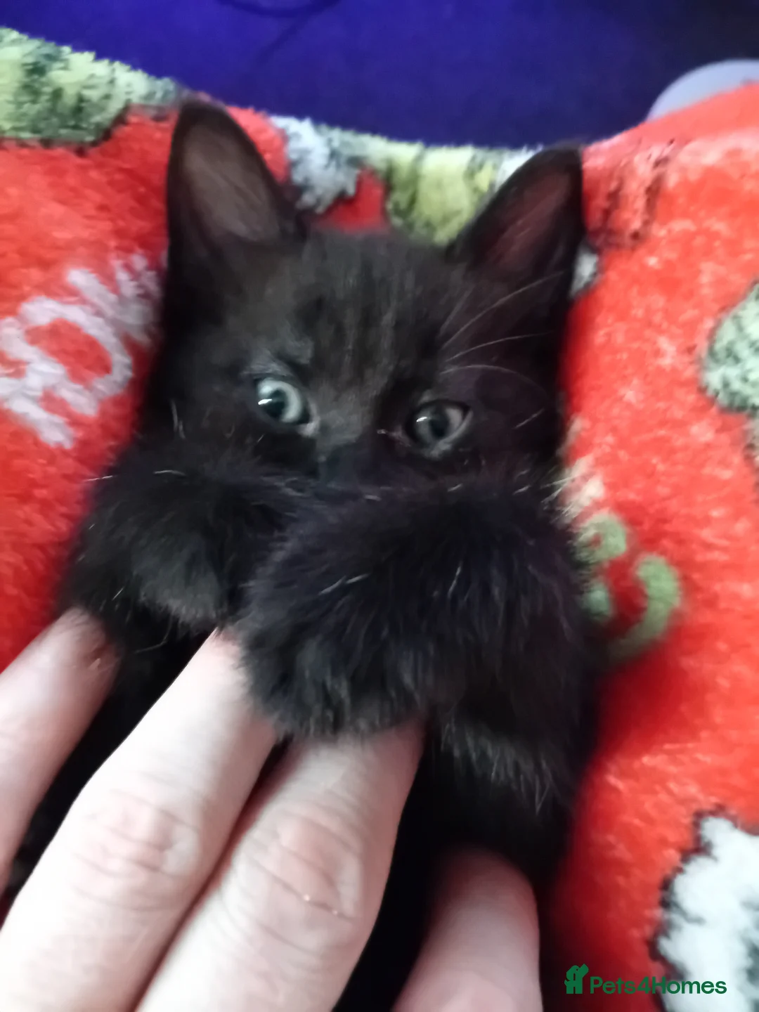 Mixed Breed cats for sale: Kittens  in Gainsborough - Advert 1