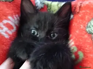 Mixed Breed cats Kittens - Advert 2