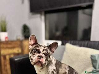 French Bulldog dogs Merle French bulldog puppy - Advert 1