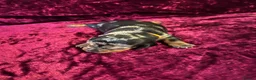 Miniature Dachshund dogs for sale: Miniat Dachshund puppy waiting for new home - Advert 2