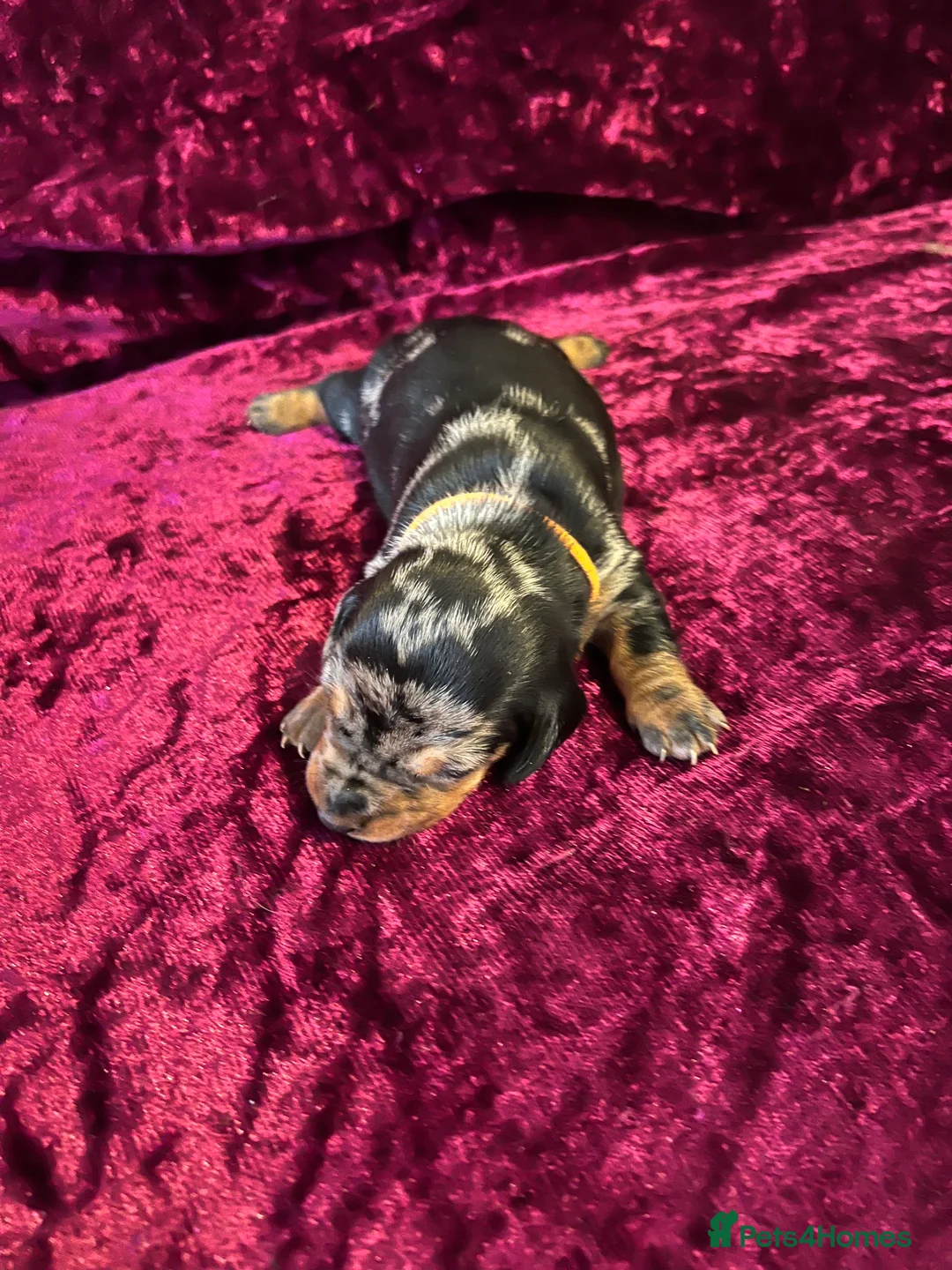 Miniature Dachshund dogs for sale: Miniat Dachshund puppy waiting for new home - Advert 2