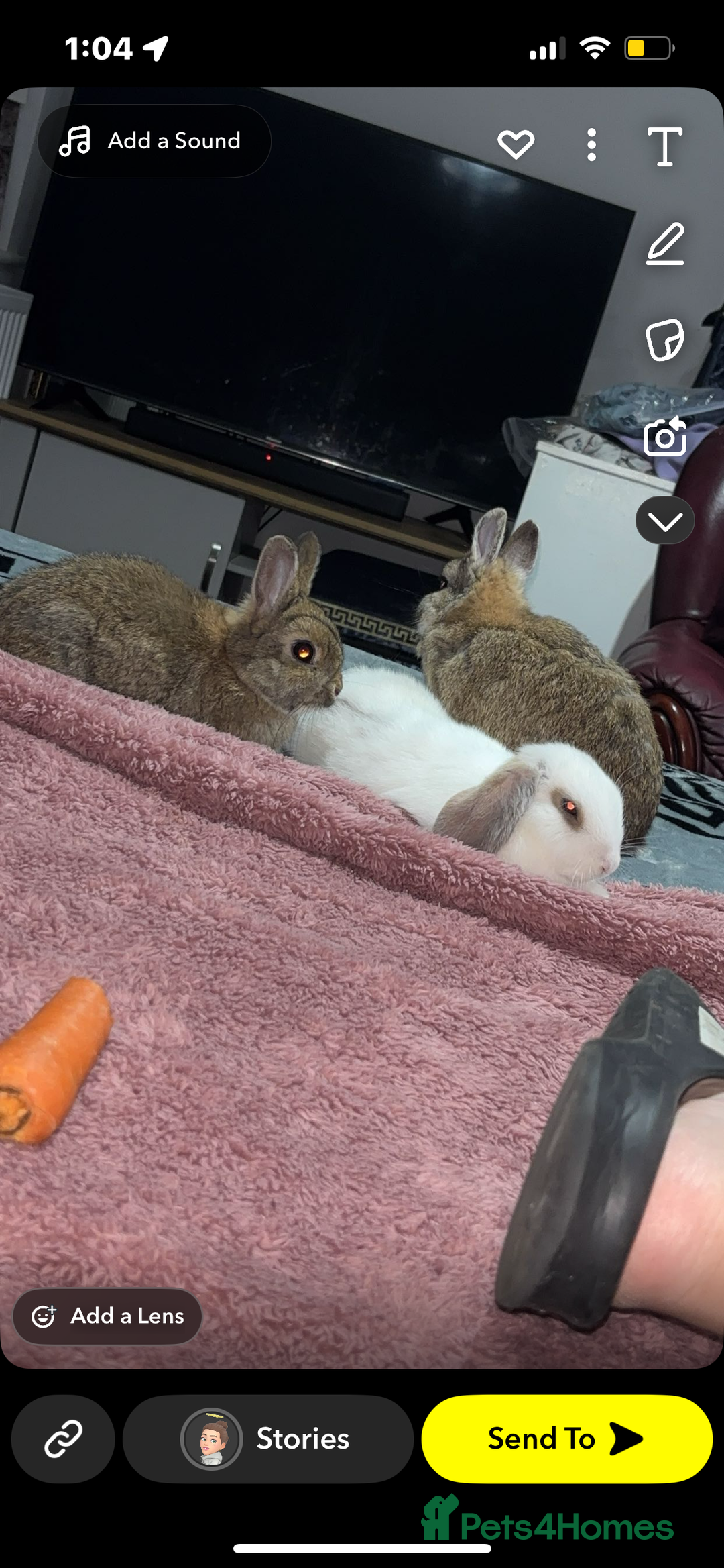 Netherland Dwarf rabbits for sale: Rabbits - Image 3