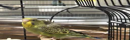 Budgerigars birds for sale: Helicopter Budgies for sale  - Advert 11