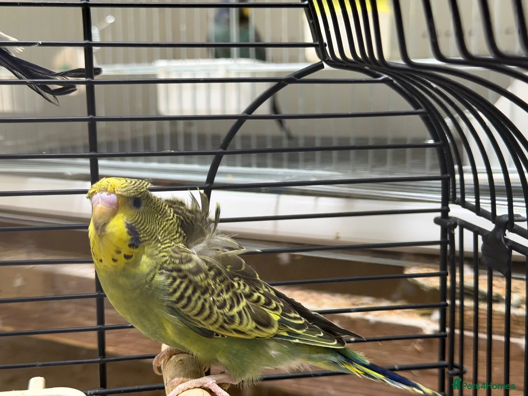 Budgerigars birds for sale: Helicopter Budgies for sale  - Advert 11