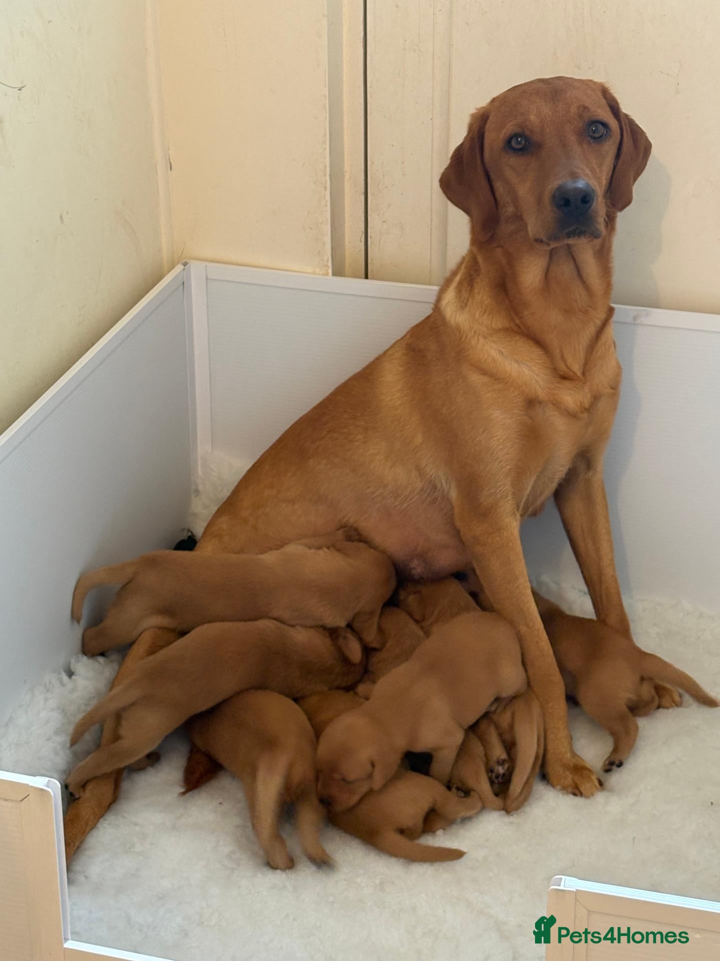 Labrador Retriever dogs STUNNING FOX RED PUPPIES - Advert 1