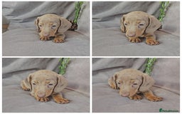Miniature Dachshund dogs for sale: LAST PUPPY REMAINING Dapple Miniature Dachshunds  - Image 13