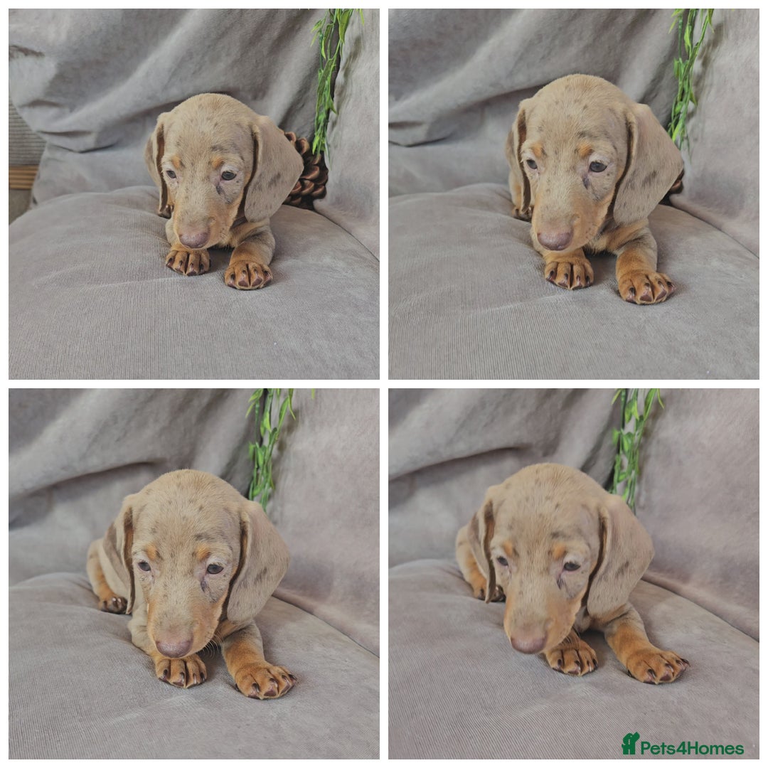 Miniature Dachshund dogs for sale: LAST PUPPY REMAINING Dapple Miniature Dachshunds  - Image 13