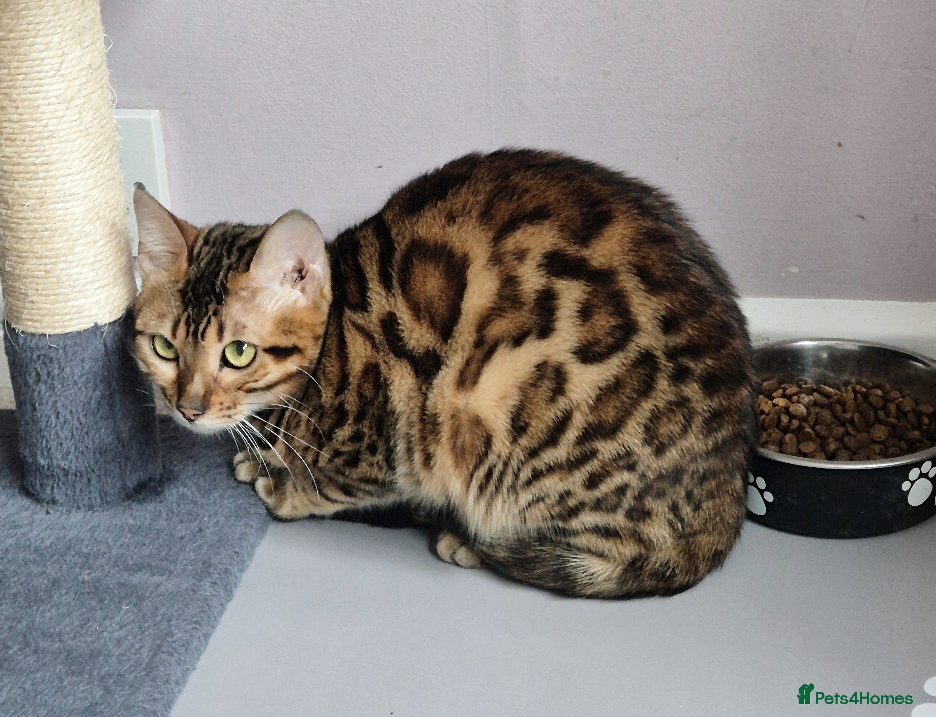 Bengal cats Superb Active Reg Bengal Girl - Advert 8
