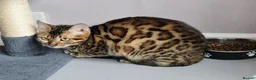 Bengal cats for sale: Superb TICA Active Reg Girl - Advert 5