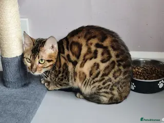 Bengal cats Superb Active Reg Bengal Girl - Advert 8