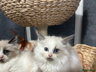 Siberian cats - Advert 2