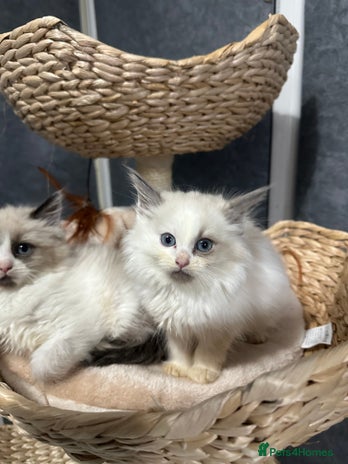Siberian cats - Advert 2