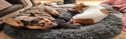 Mixed Breed dogs for sale: Two beautiful jack cross French puppies for sale  in Spennymoor - Advert 3