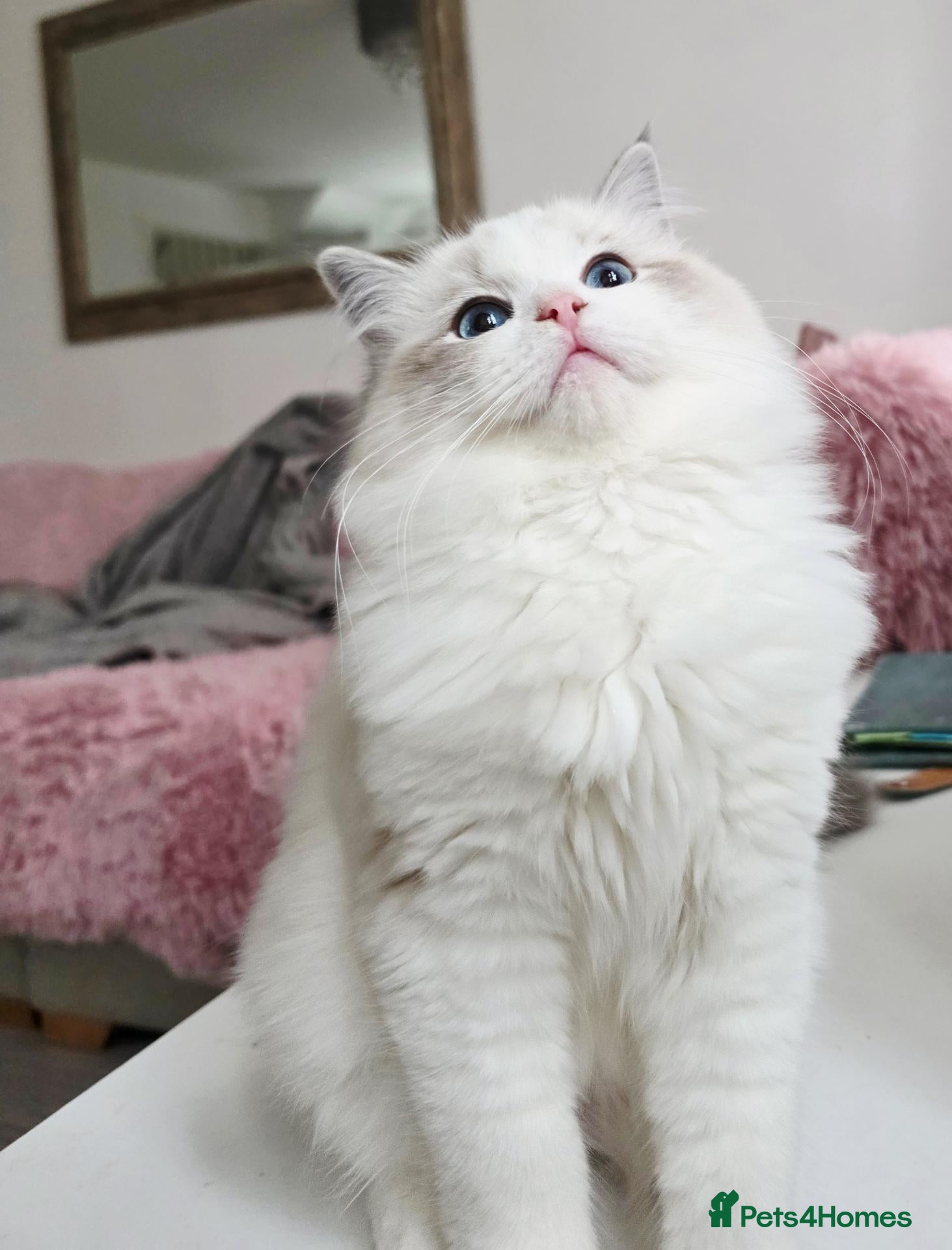 Ragdoll cats for sale: DOB 10/06/26✨️Champion European lines. Tica - Advert 2