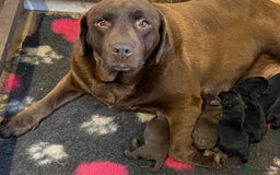 Labrador Retriever dogs for sale: K.C REG CHUNKY SHOW LABRADOR PUPS. - Image 7