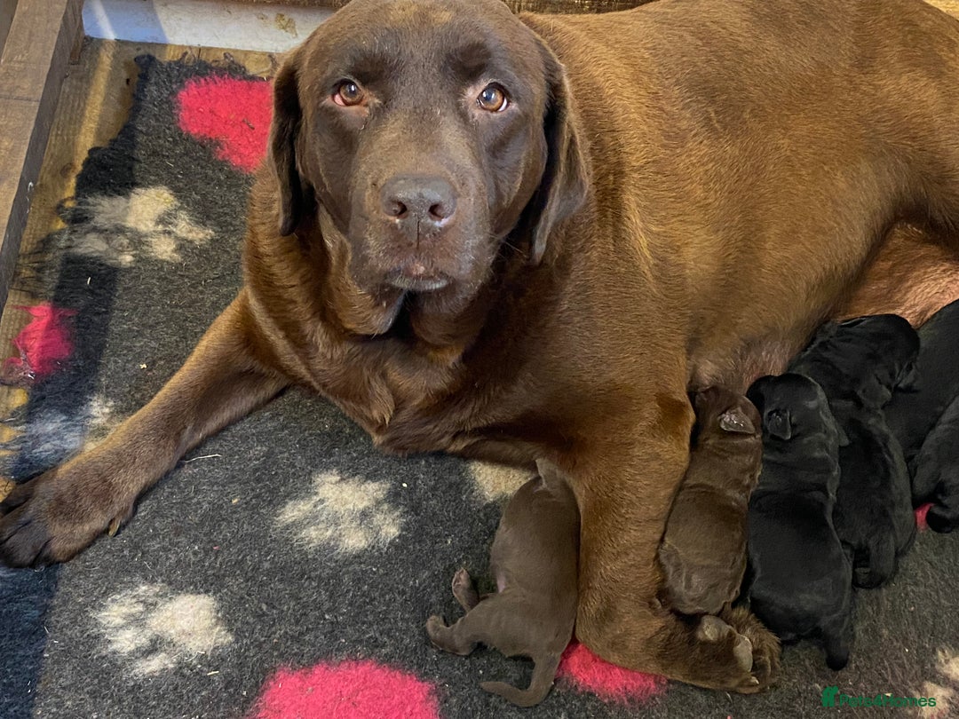 Labrador Retriever dogs for sale: K.C REG CHUNKY SHOW LABRADOR PUPS. - Image 7