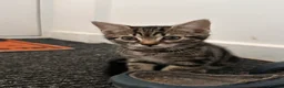 Mixed Breed cats for sale: 2 beautiful Bengal cross girls - Advert 3