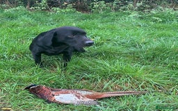 Labrador Retriever dogs for stud: Stunning KC reg, health tested Labrador for stud - Image 8