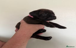 Mixed Breed dogs for sale: Lakeland x Boston terrier - Image 15