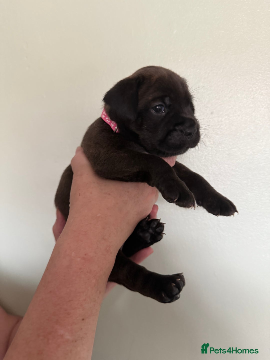 Mixed Breed dogs for sale: Lakeland x Boston terrier - Image 15