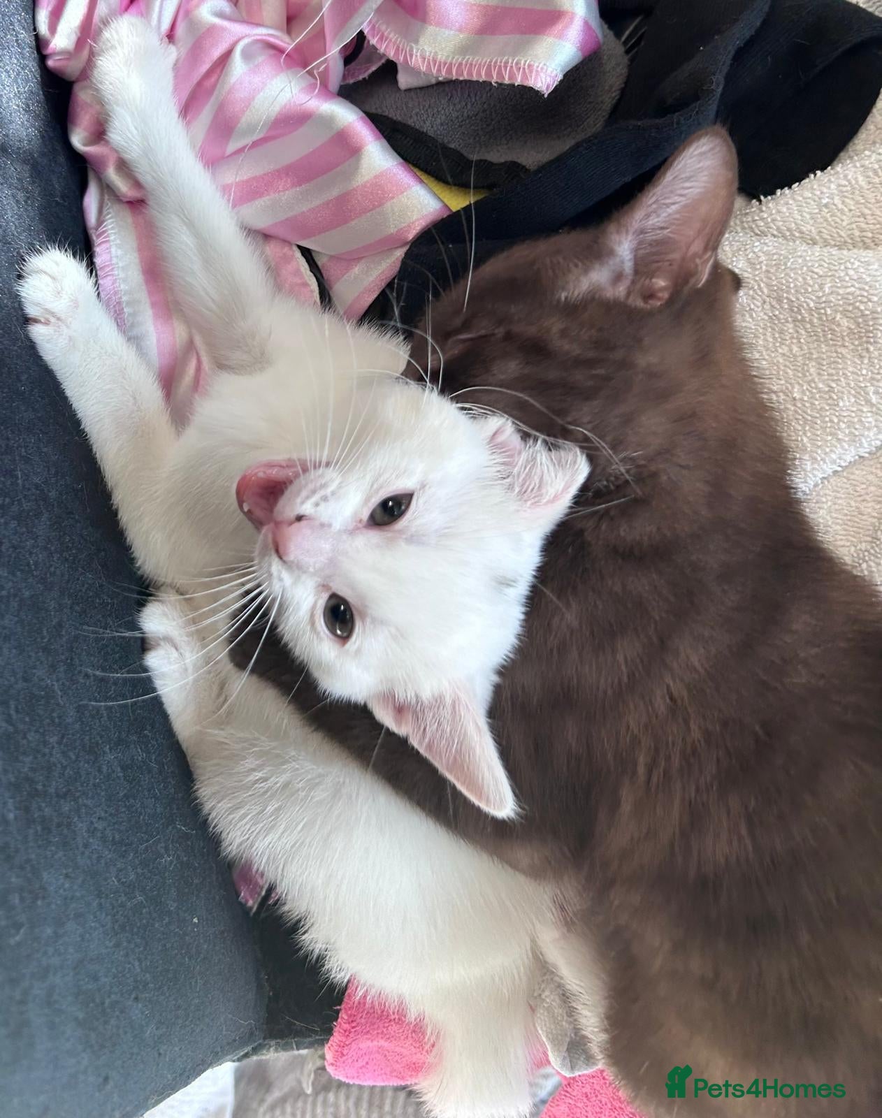 Mixed Breed cats 2 beautiful kittens brown boy and white girl - Advert 1