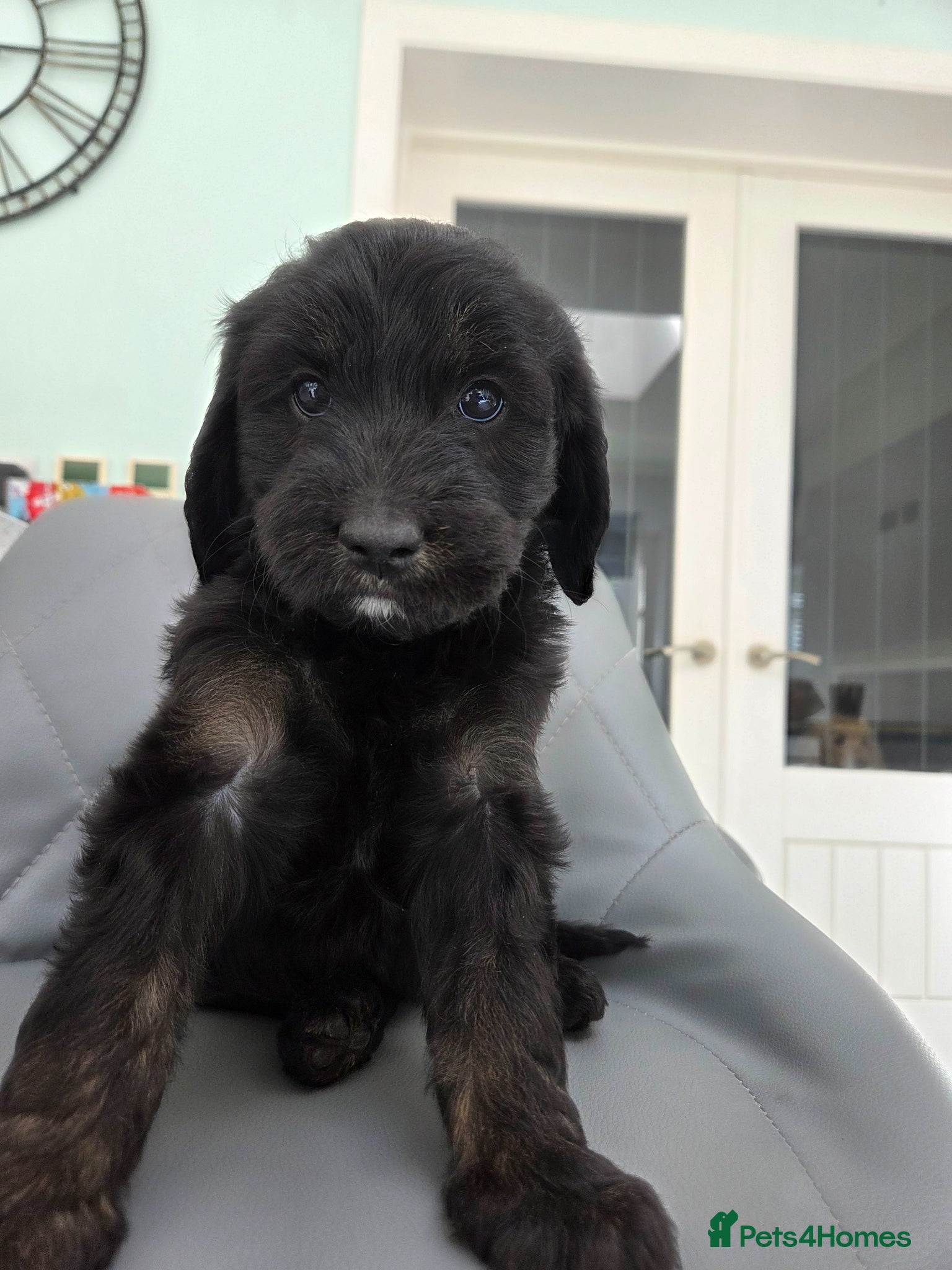 Labradoodle dogs 2 Female Multigen australian type labradoodles  - Advert 1