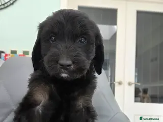Labradoodle dogs for sale: 2 Female Multigen australian type labradoodles - Advert 1