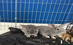 English Lop rabbits for sale: 2 baby bunnies  - Image 9