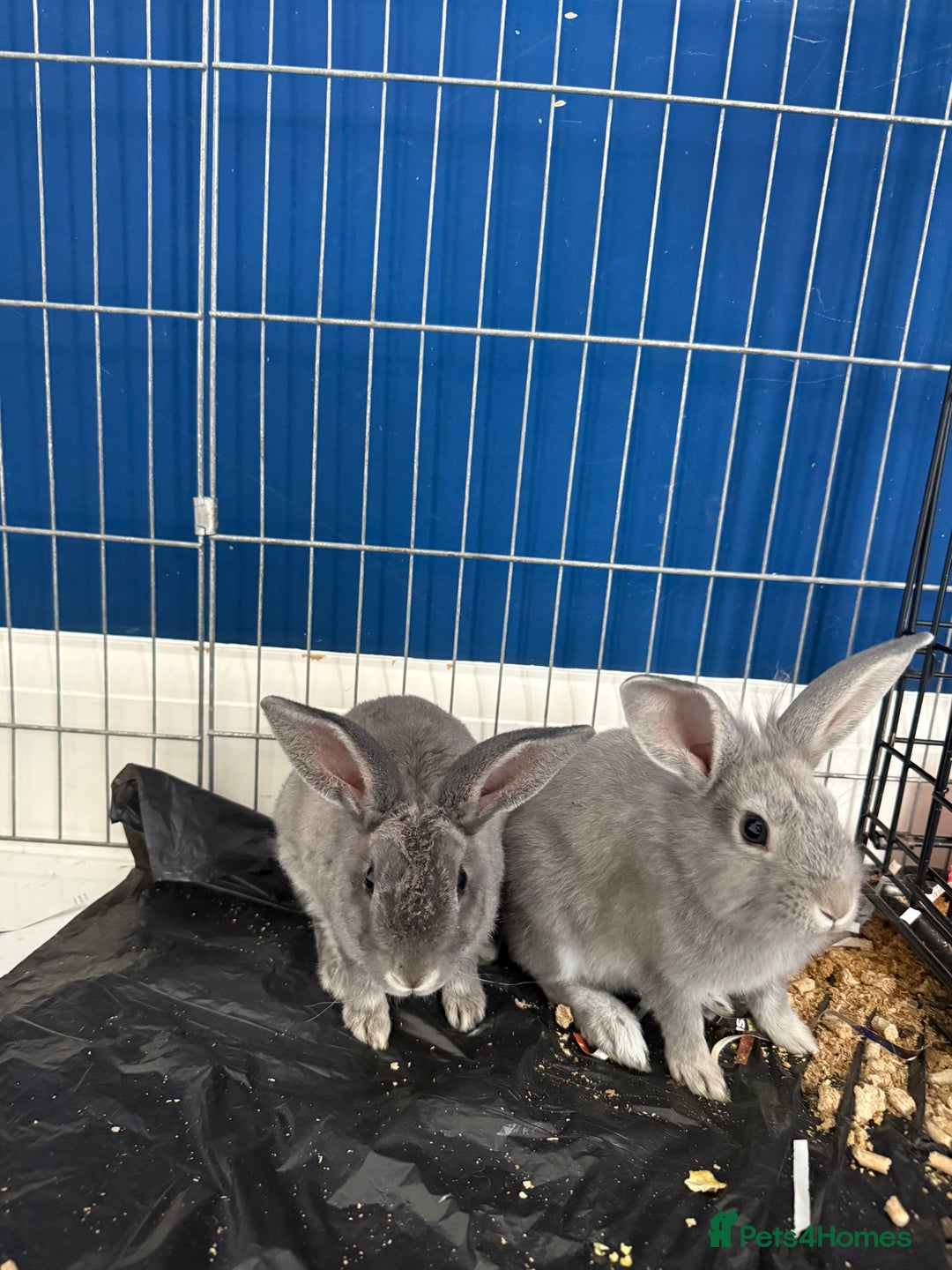 English Lop rabbits for sale: 2 baby bunnies  - Image 9