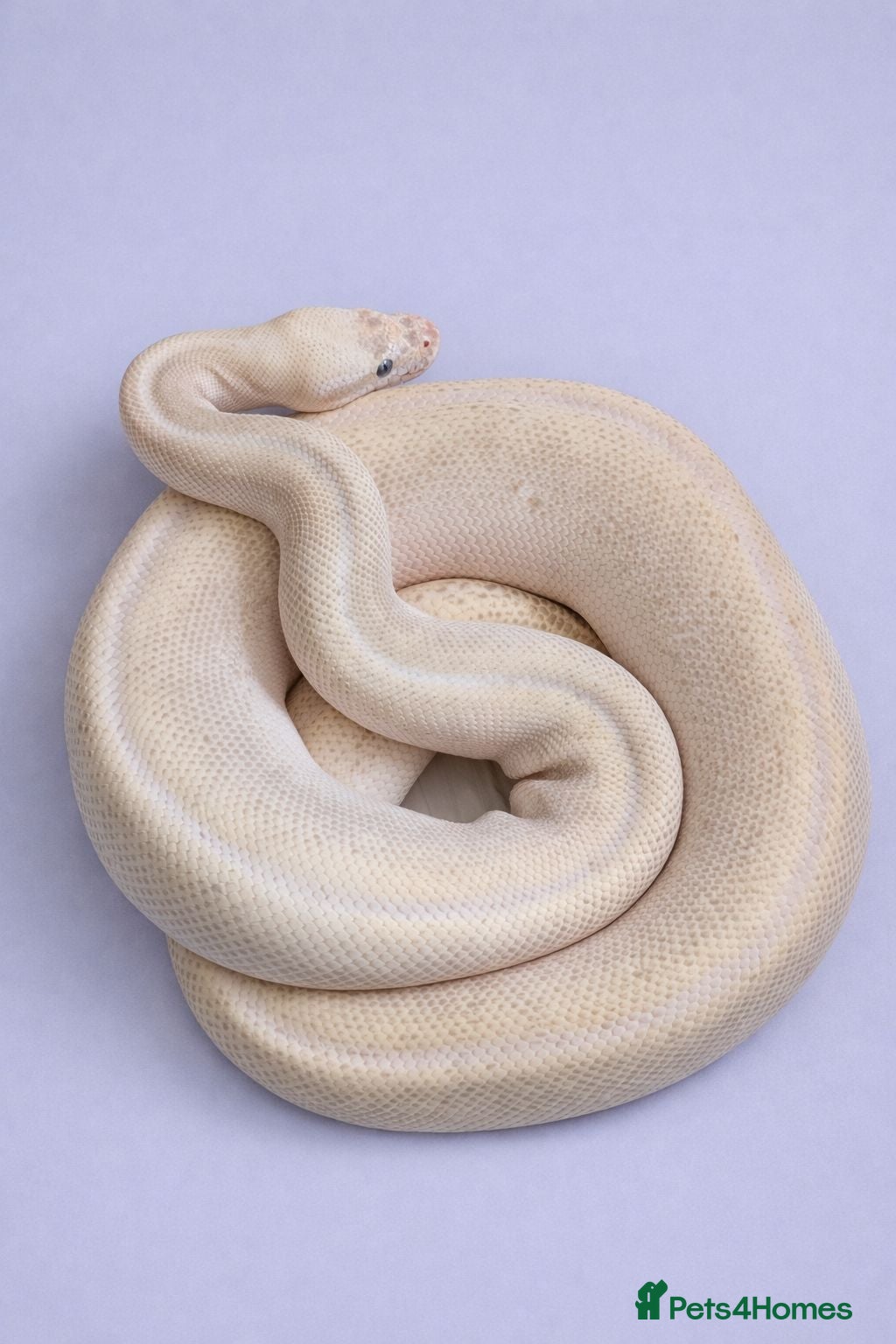 Python Snake reptiles Adult Female BEL Royal / Ball Python - Advert 6