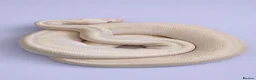 Python Snake reptiles for sale: Adult Female BEL Royal / Ball Python in Bristol - Advert 1