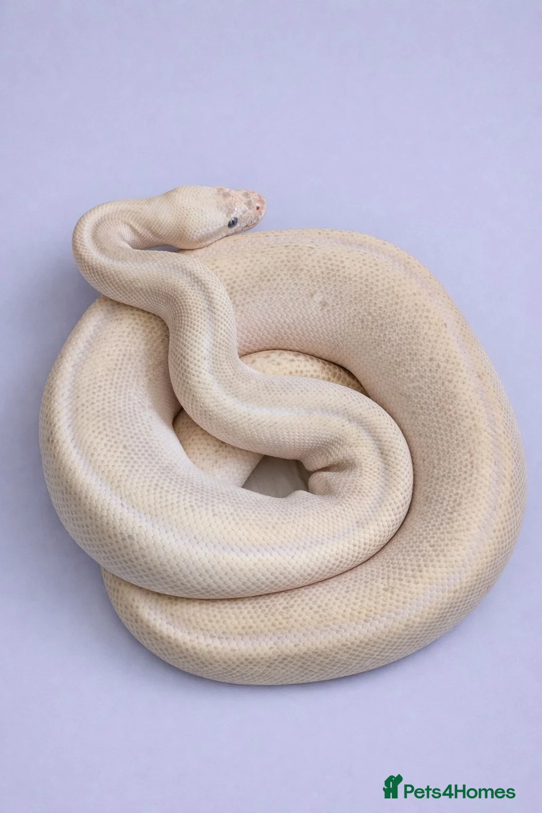 Python Snake reptiles for sale: Adult Female BEL Royal / Ball Python in Bristol - Advert 1
