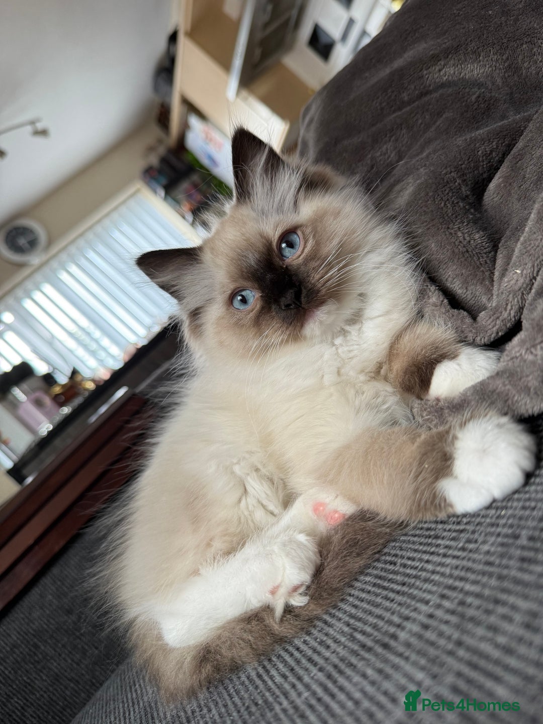 Ragdoll cats for sale: Beautiful Ragdol babies ready to leave  - Image 16