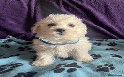 Bichon Frise dogs for sale: Pure bichon frise puppies  - Image 15