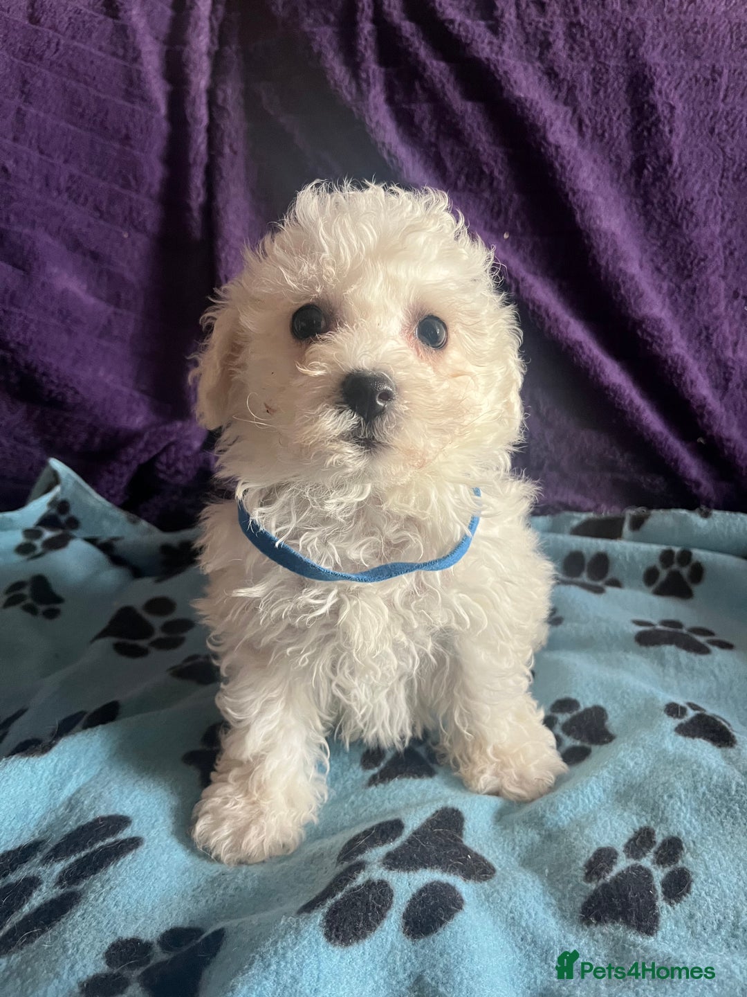 Bichon Frise dogs for sale: Pure bichon frise puppies  - Image 15