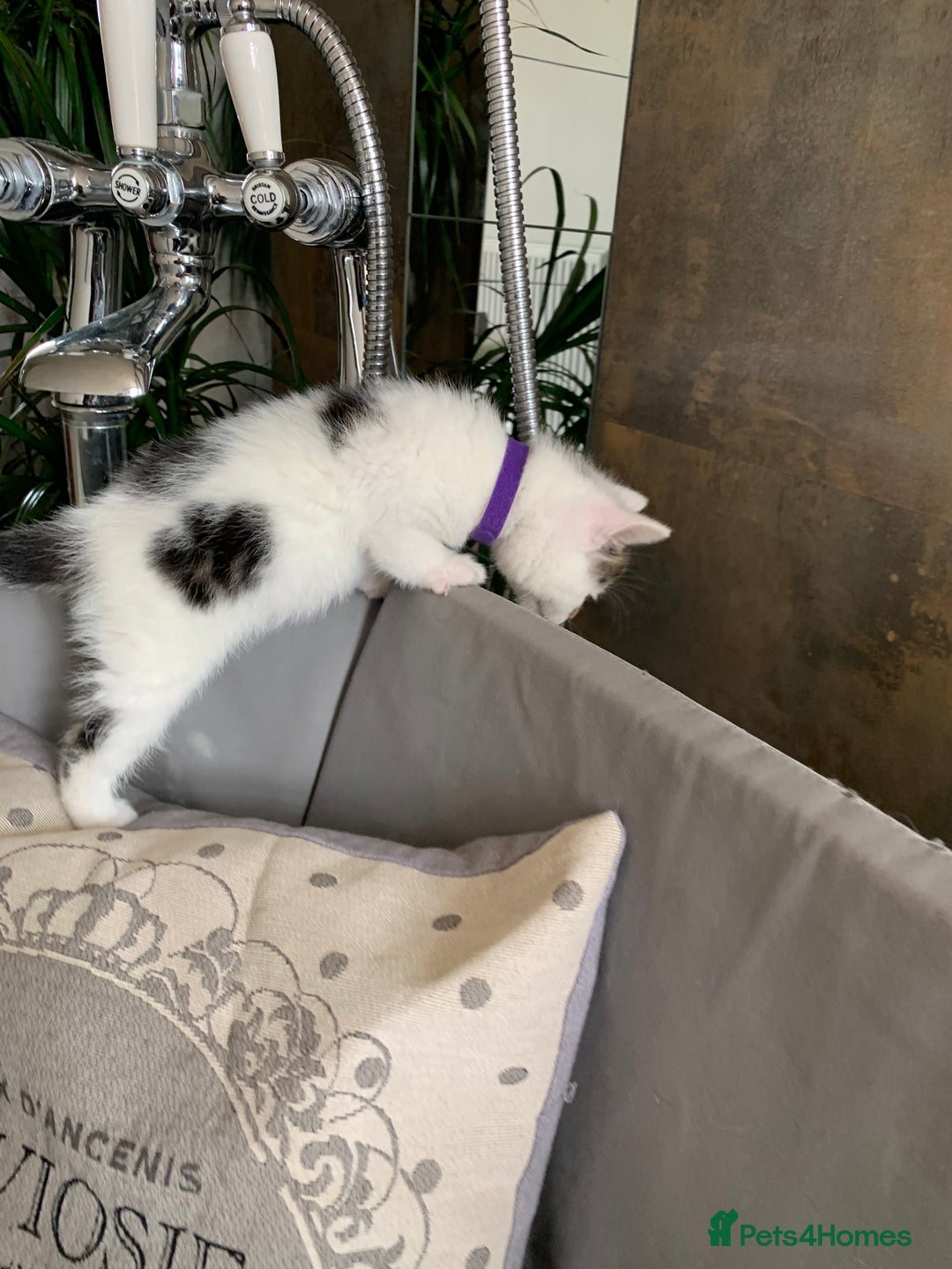 British Shorthair cats for sale: Gorgeous Kittens  - Image 20